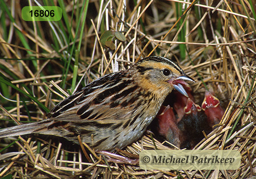 Le Conte's Sparrow (Ammodramus lecontei)